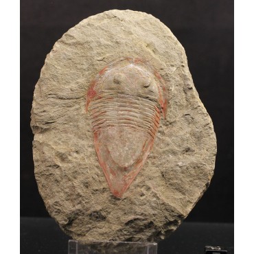 Trilobite kierarges-morrisoni