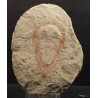 Trilobite kierarges-morrisoni