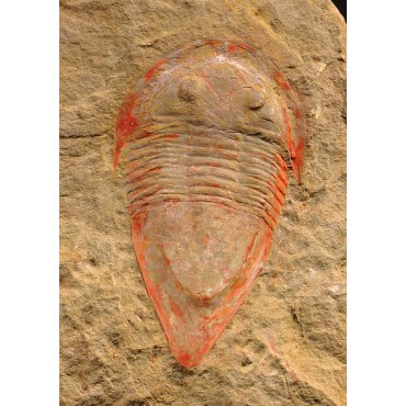Trilobite kierarges-morrisoni