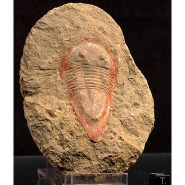 Trilobite kierarges-morrisoni