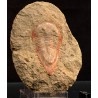 Trilobite kierarges-morrisoni