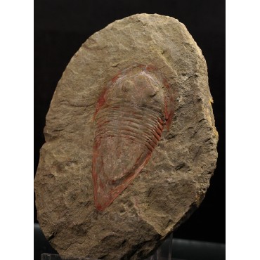 Trilobite kierarges-morrisoni