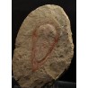 Trilobite kierarges-morrisoni