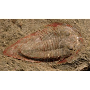Trilobite kierarges-morrisoni