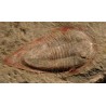 Trilobite kierarges-morrisoni