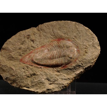 Trilobite kierarges-morrisoni