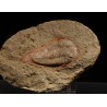 Trilobite kierarges-morrisoni