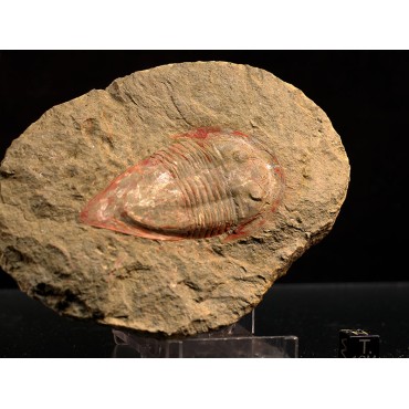 Trilobite kierarges-morrisoni