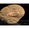 Trilobite kierarges-morrisoni