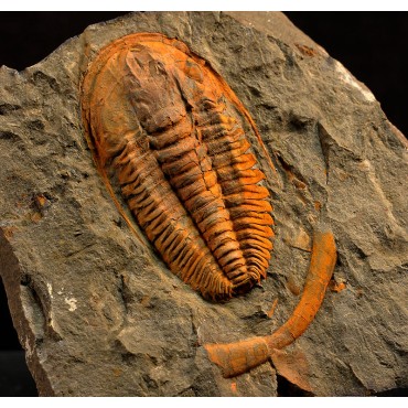 Trilobites hamatolenus s.p.