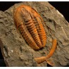 Trilobites hamatolenus s.p.