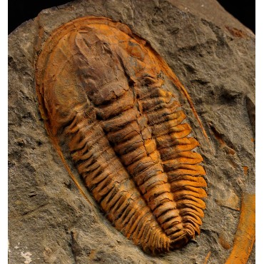 Trilobites hamatolenus s.p.