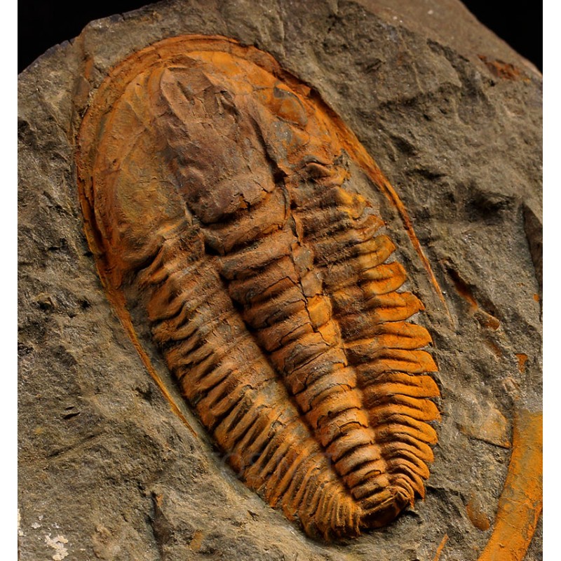 Trilobites hamatolenus s.p.