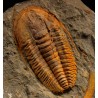 Trilobites hamatolenus s.p.