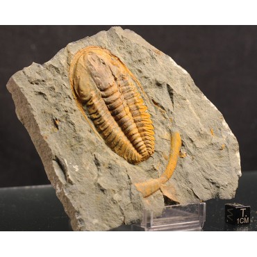 Trilobites hamatolenus s.p.