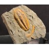 Trilobites hamatolenus s.p.