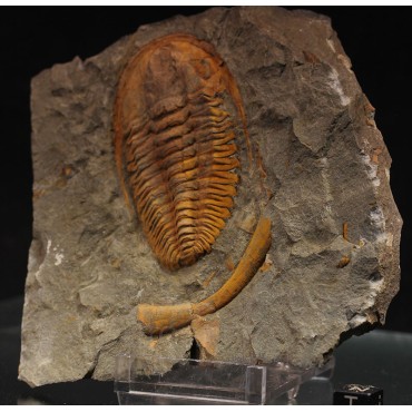 Trilobites hamatolenus s.p.