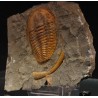 Trilobites hamatolenus s.p.