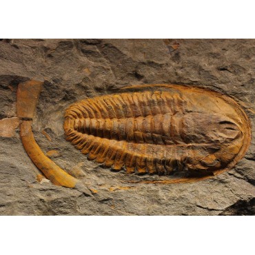 Trilobites hamatolenus s.p.