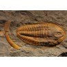 Trilobites hamatolenus s.p.