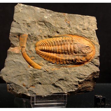 Trilobites hamatolenus s.p.