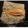 Trilobites hamatolenus s.p.