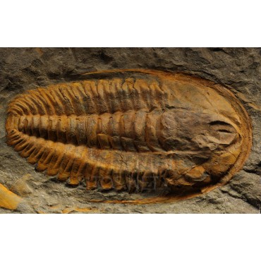 Trilobites hamatolenus s.p.