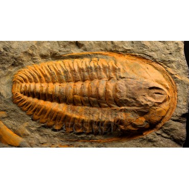 Trilobites hamatolenus s.p.