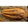 Trilobites hamatolenus s.p.