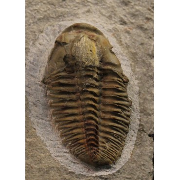 Trilobites Parasolenopleura s.p.