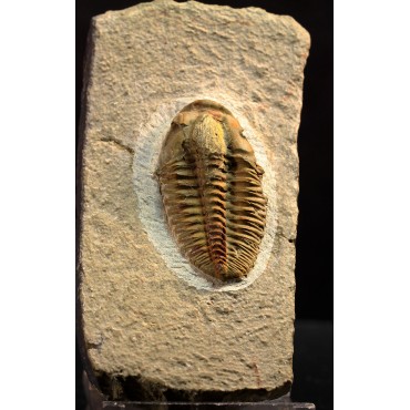 Trilobites Parasolenopleura s.p.