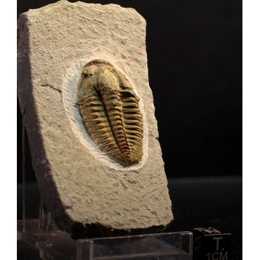 Trilobites Parasolenopleura s.p.