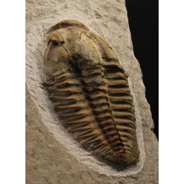 Trilobites Parasolenopleura s.p.