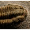 Trilobites Parasolenopleura s.p.