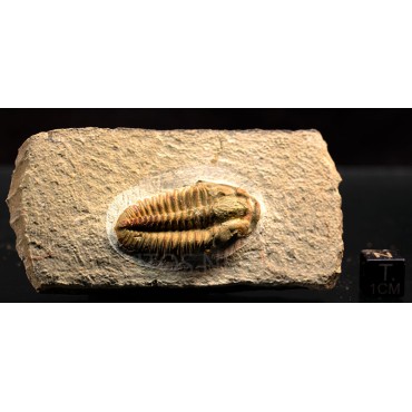 Trilobites Parasolenopleura s.p.