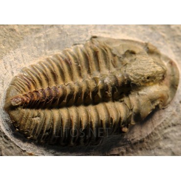 Trilobites Parasolenopleura s.p.