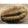 Trilobites Parasolenopleura s.p.