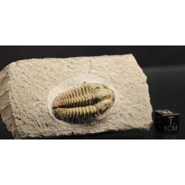 Trilobites Parasolenopleura s.p.