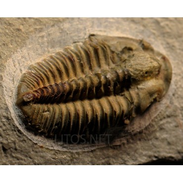 Trilobites Parasolenopleura...