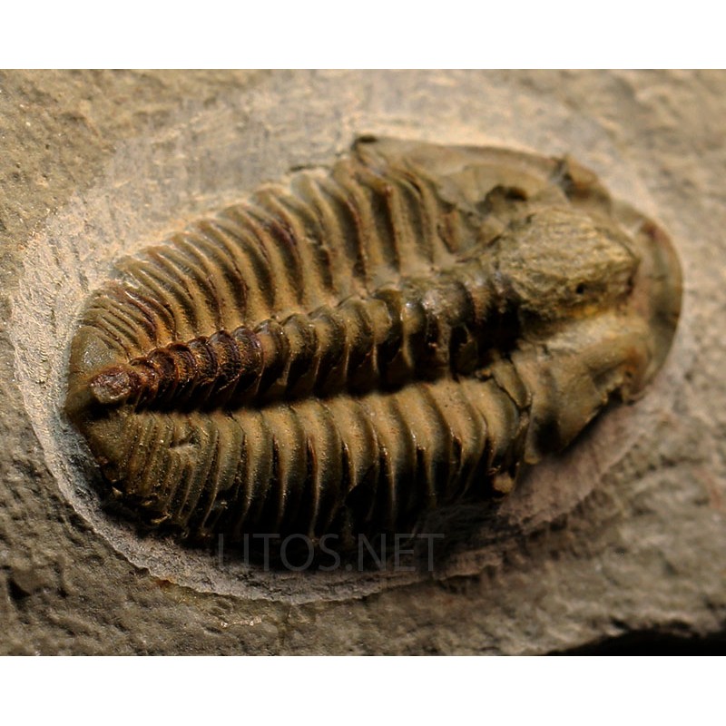 Trilobites Parasolenopleura s.p.