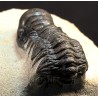 Cheirurus gibbus trilobites