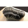 Cheirurus gibbus trilobites