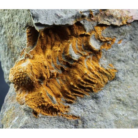 Trilobite Solenopleuropsis F444 Trilobite Solenopleuropsis F444
