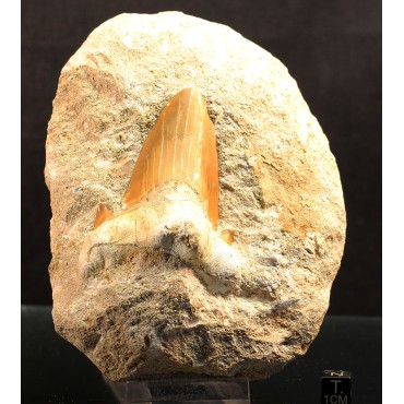 Tiburon Fósil otodus obliquus