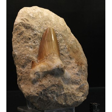 Tiburon Fósil otodus obliquus