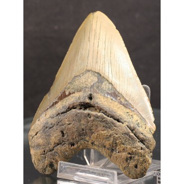 Otodus megalodon