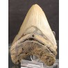 Otodus megalodon