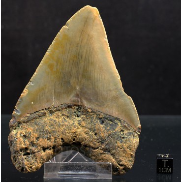 Otodus megalodon