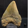 Otodus megalodon