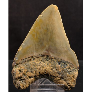 Otodus megalodon